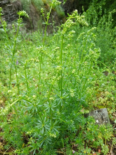 lipkavec mäkký (Galium mollugo)