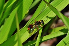Sphex dorsalis