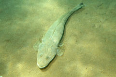 Cymbacephalus bosschei