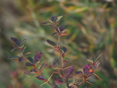 Berberis morrisonensis