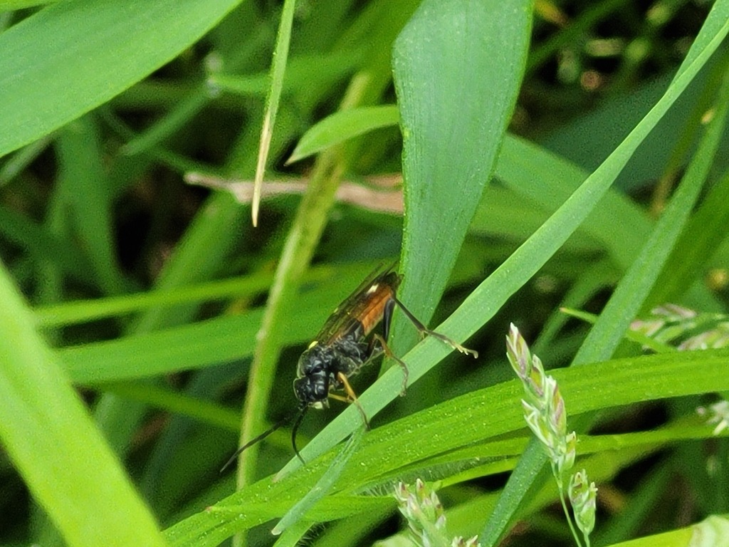Tenthredopsini from Frankfurt am Main Ost, Frankfurt am Main
