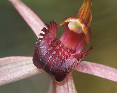 Caladenia robinsonii