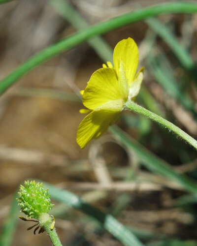 Ranunculus spicatus subsp. blepharicarpos image