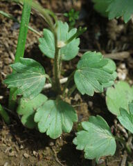 Ranunculus spicatus image