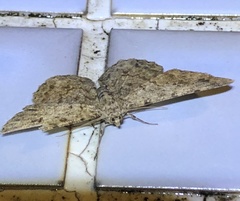 Racotis boarmiaria