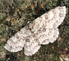 Ophthalmitis herbidaria