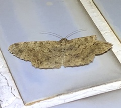 Racotis boarmiaria