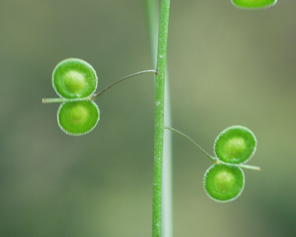 Biscutella lyrata