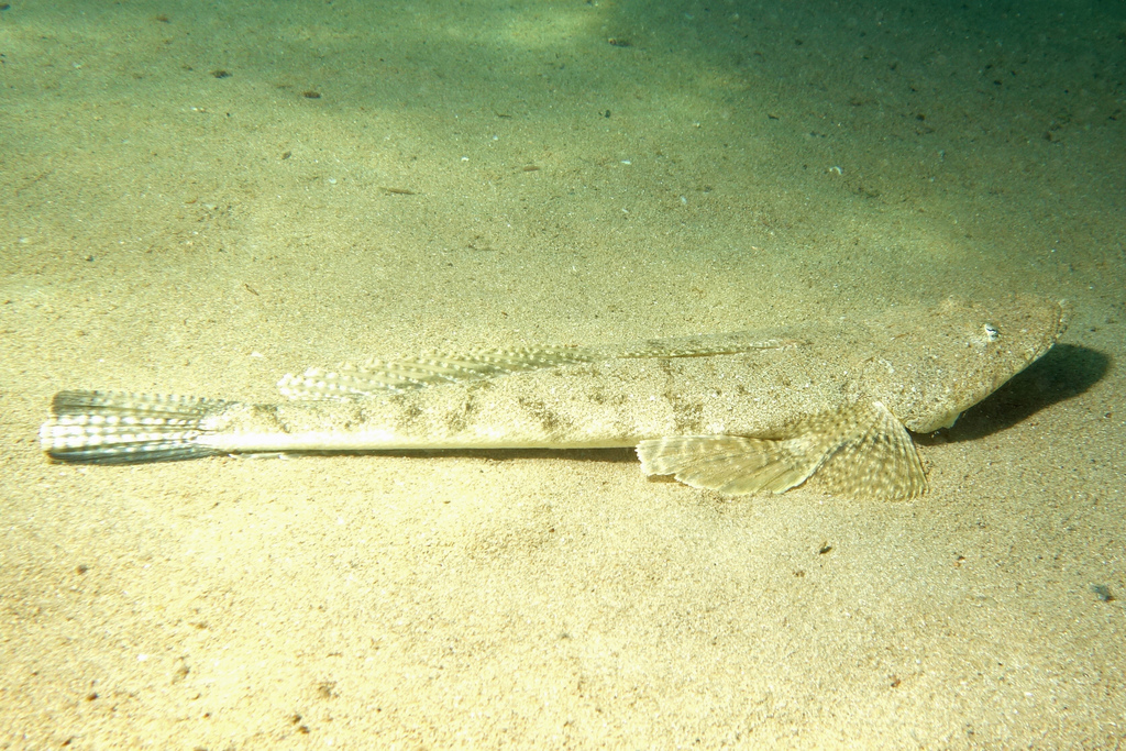 Fine-Spotted Flathead