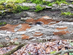 Phellinopsis conchata