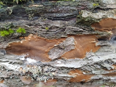 Phellinopsis conchata