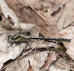 Phanogomphus descriptus