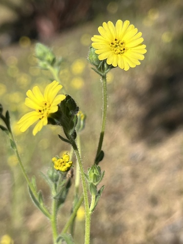 lemonscented madia (Madia citriodora)