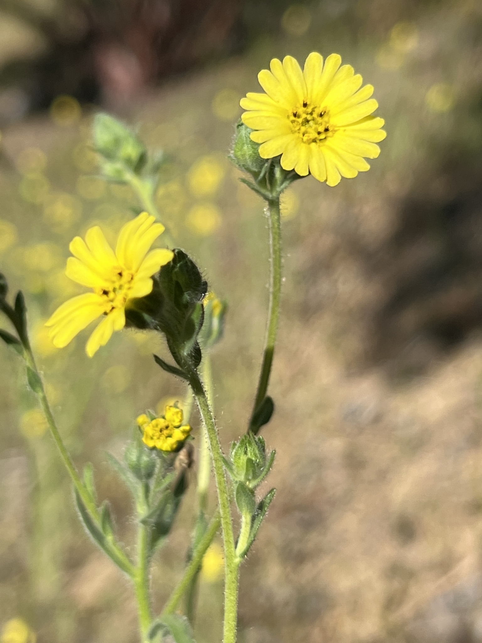Madia citriodora