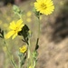 Lemon-Scented Tarweed - Photo (c) Chris Adlam, some rights reserved (CC BY-NC), uploaded by Chris Adlam