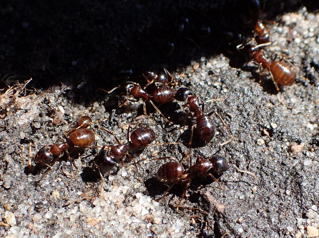 Cape Mountain Sugar ant
