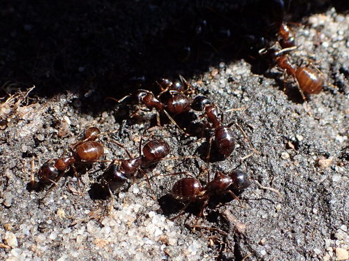 Camponotus emarginatus