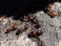 Camponotus emarginatus