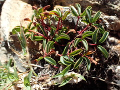 Oxalis stokoei