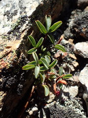 Oxalis stokoei