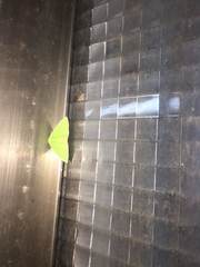 Tanaoctenia haliaria