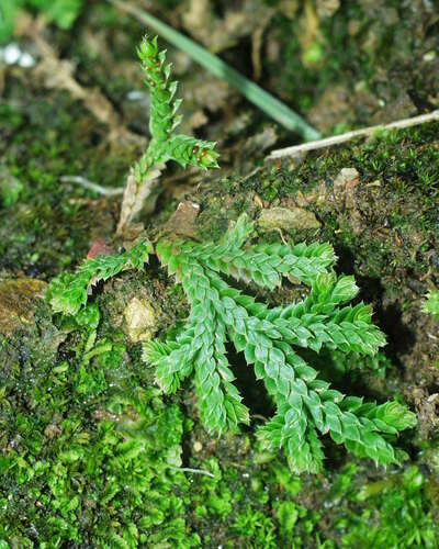 Selaginella image