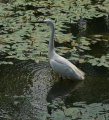 Egretta garzetta