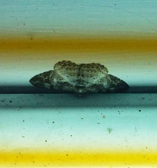 Alcis admissaria