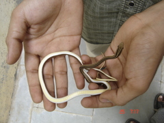 Psammophis leithii