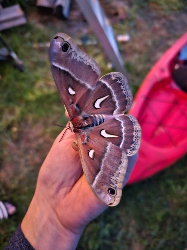 Hyalophora kasloensis