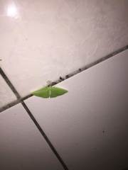 Tanaoctenia haliaria