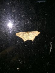 Timandra convectaria