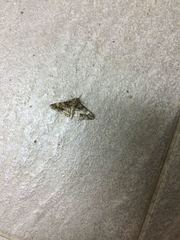 Alcis taiwanovariegata