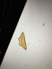 Timandra convectaria