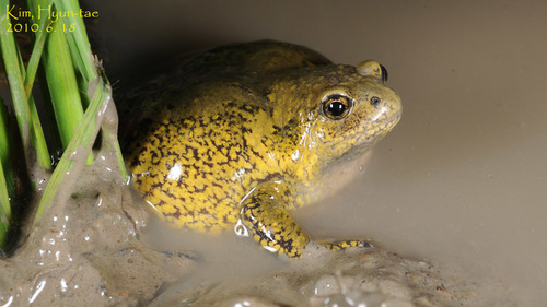 Boreal Digging Frog, Kaloula borealis