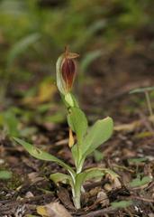 Pterostylis cucullata