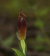 Pterostylis cucullata