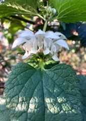 Lamium album