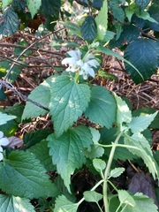 Lamium album