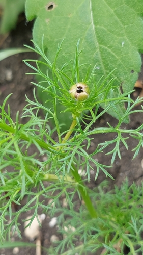Image of Adonis flammea by (c) Алена Ручка, some rights reserved (CC BY)