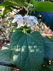 Lamium album