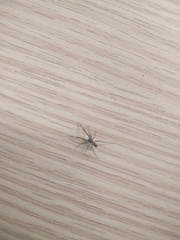 Liophrurillus flavitarsis