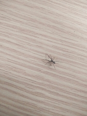 Liophrurillus flavitarsis