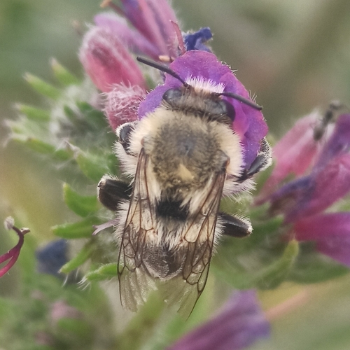 Anthophore des bains