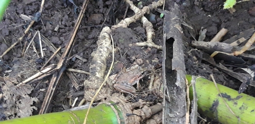 Gray's Frog, Strongylopus grayii