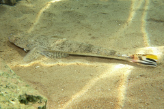 Platycephalus westraliae