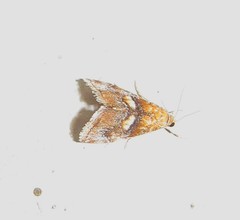Glaphyriinae