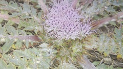 Platycarpha glomerata