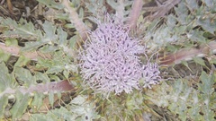 Platycarpha glomerata