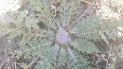 Platycarpha glomerata
